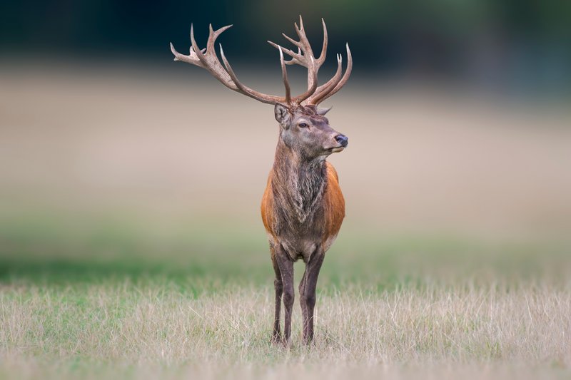 Männlicher Rothirsch mit großem, weit verzweigtem Geweih und rotbraunem Fell steht auf einer Wiese mit hohem, trockenem Gras. Der Hirsch blickt nach rechts. Im Hintergrund verläuft ein unscharfer Farbverlauf von Grün zu Beige und Dunkelblau.