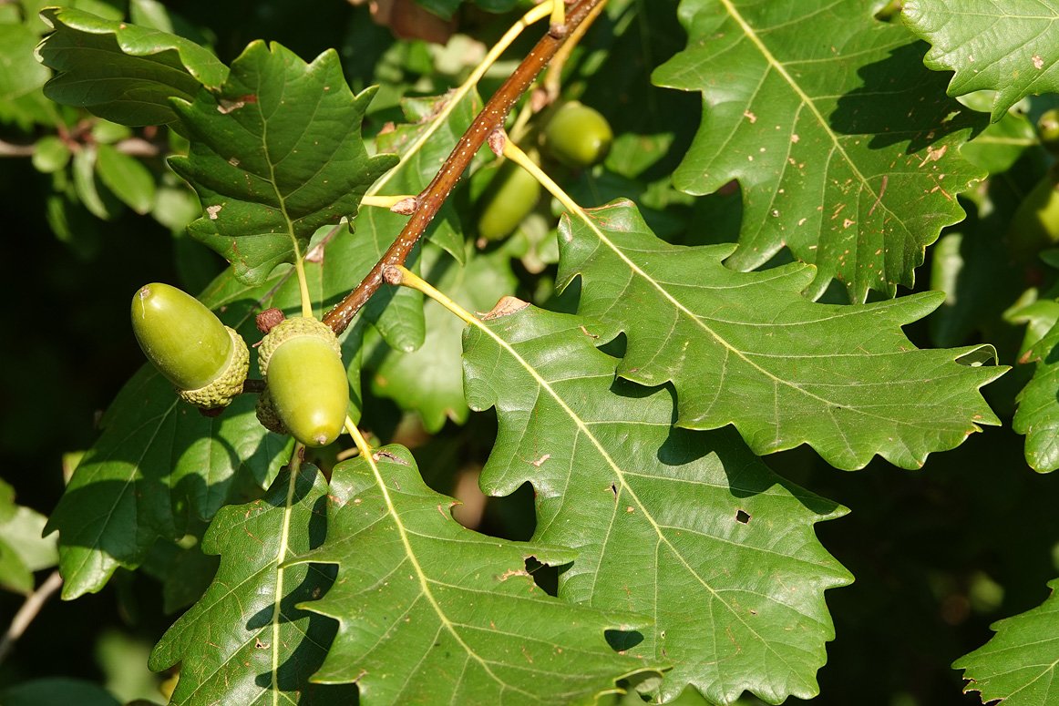 chêne sessile (Quercus petraea)