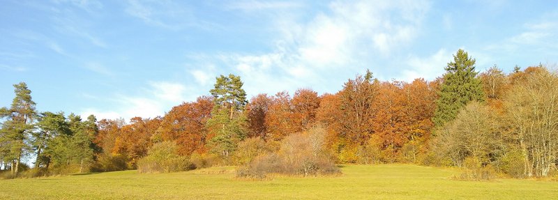 Trockenwald – lichter Waldcharakter mit Krautvegetation auf einem trockenen Standort.