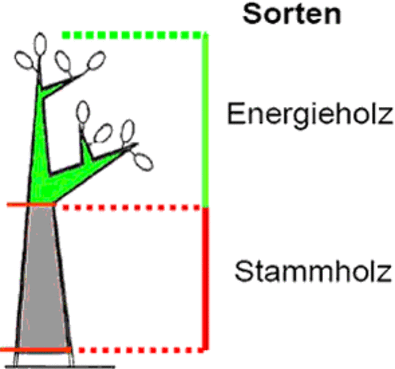 Stammholz Plus-Variante