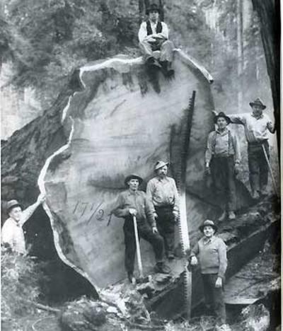 Gefällter Redwood