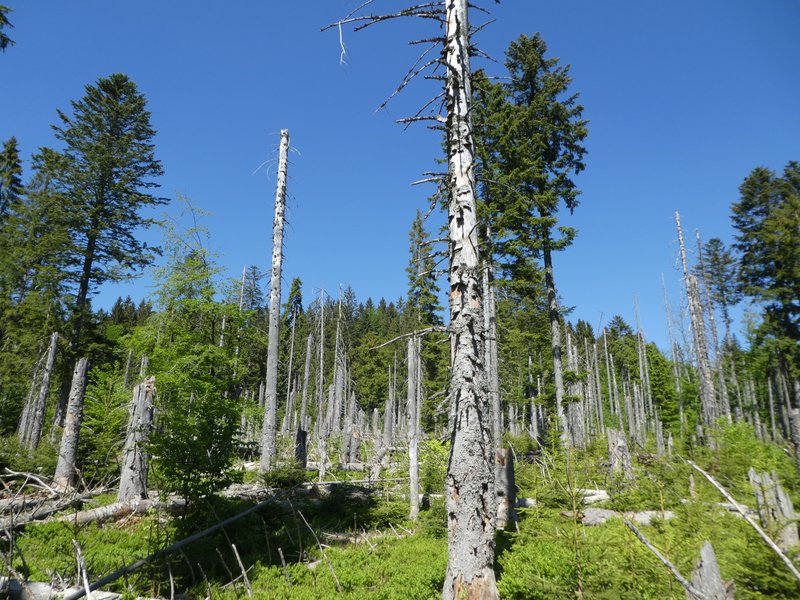 abgestorbener Wald