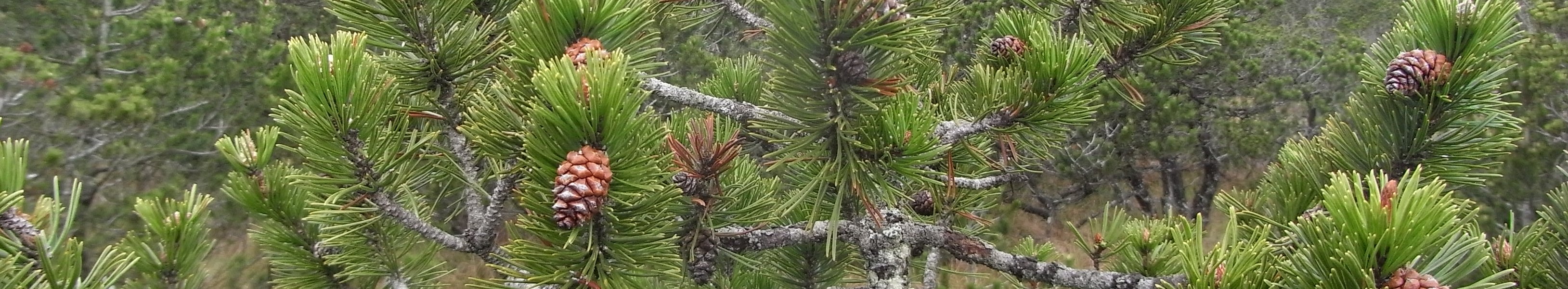 Spirke mit dicht stehenden, langen Nadeln und mehreren Zapfen auf einem Moorstandort; im Hintergrund sind weitere Spirken und Moorvegetation zu sehen.