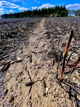 Verkohltes Getreidefeld nach der Ernte: Flurbrände durch Funkenflug gelten als häufige Ausgangspunkte für Waldbrände, insbesondere an trockenen Waldrändern.