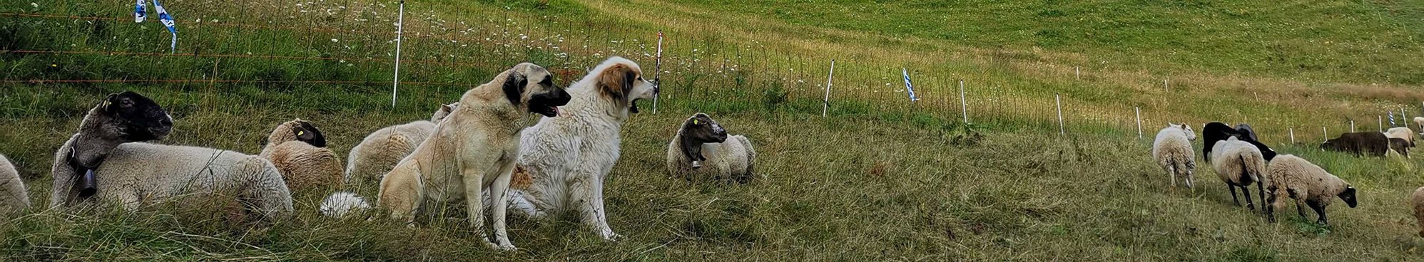 Zwei Herdenschutzhunde bewachen eine Schafherde in den Schweizer Alpen. Die Arbeit als Team ermöglicht es den Hunden die Herde effizient zu schützen.