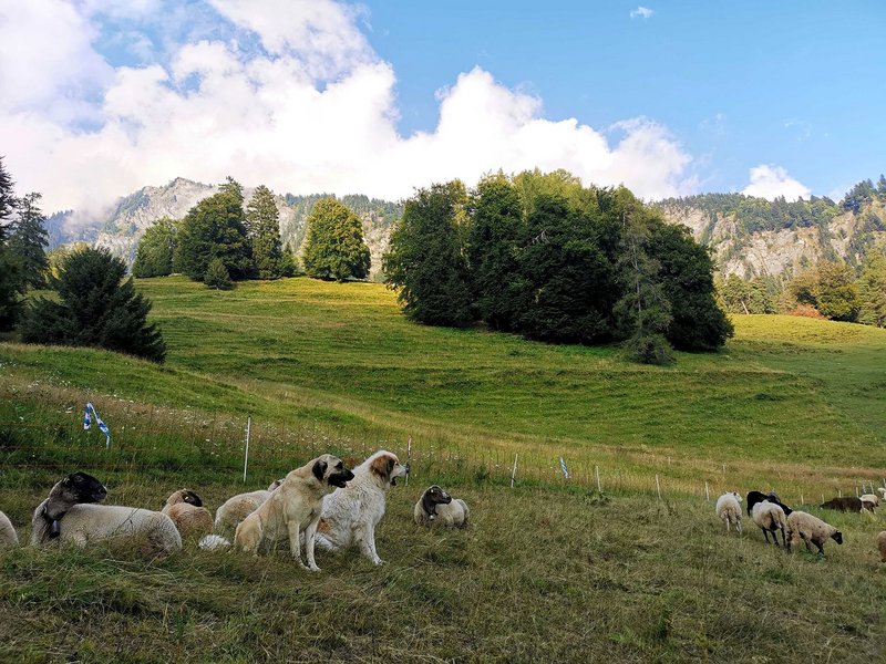 Zwei Herdenschutzhunde bewachen eine Schafherde in den Schweizer Alpen. Die Arbeit als Team ermöglicht es den Hunden die Herde effizient zu schützen