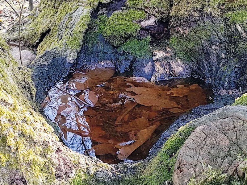 Dendrotelm-Baummikrohabitat