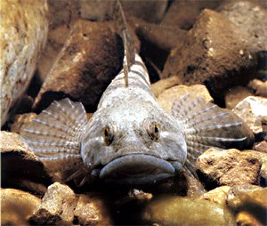 Was lebt im Waldbach? 1 Was lebt im Waldbach?