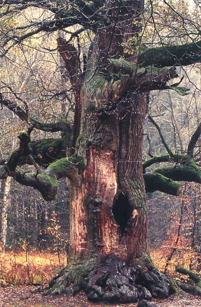 Uralte Masteiche aus der Hutewald-Vergangenheit