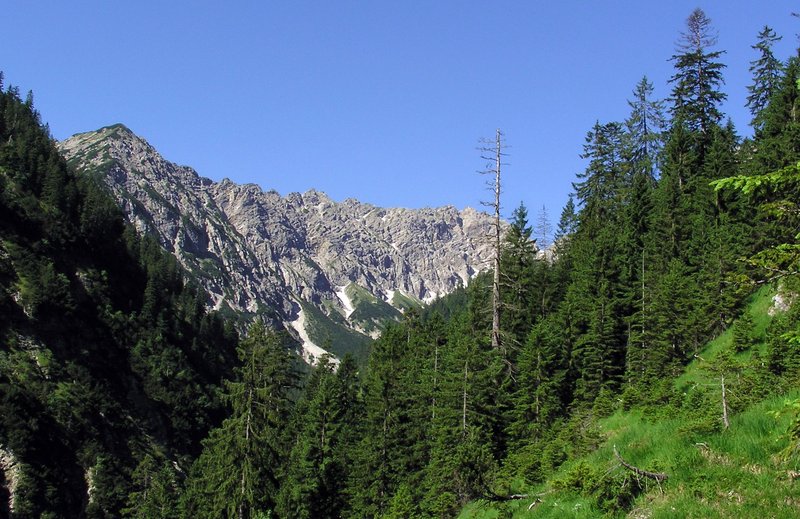 nadelwald mit Berggipfeln im hintergrund