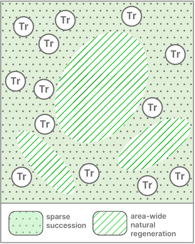 Graph showing unevenly distributed groups of sessile oaks