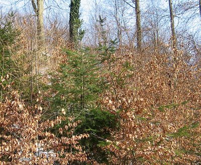Verjüngungsentwicklung nach Hiebsmaßnahmen