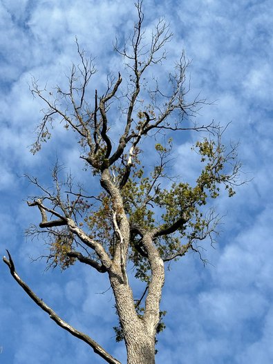Befall durch Eichenprachtkäfer: starker Vitalitätsverlust bei einer Eiche in Rheinland-Pfalz, Bienwald