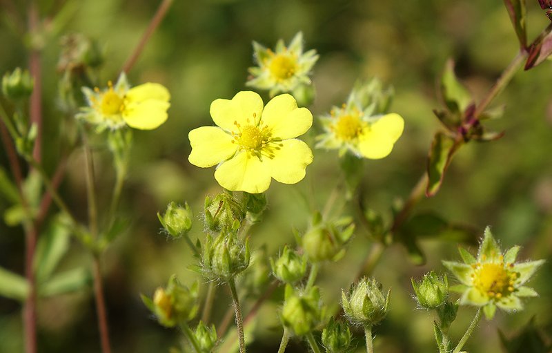 Potentilla inclinata