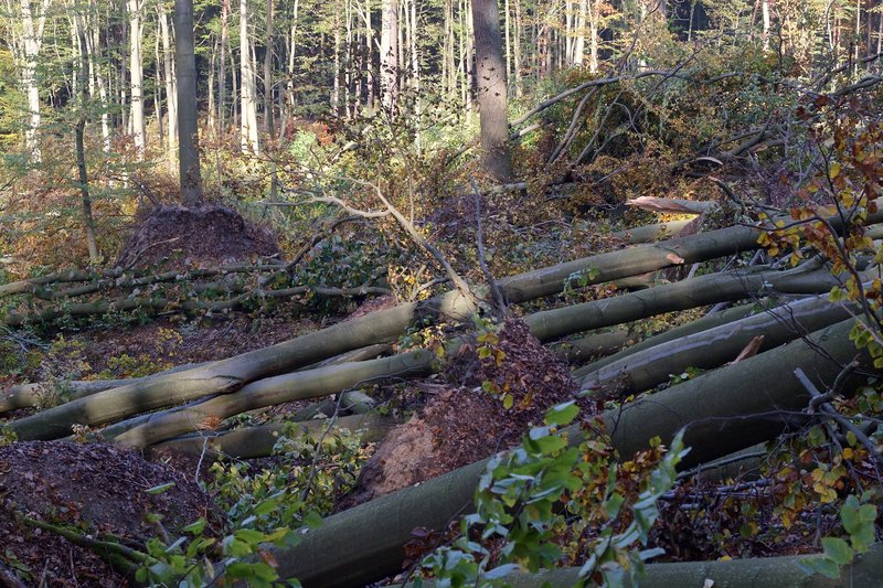 Rotbuche nach Sturmwurf