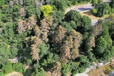 Dégâts importants causés par la cicadelle des pins sur pins noirs