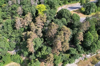 Saugschäden an Schwarzföhren durch Kiefernblutzikade