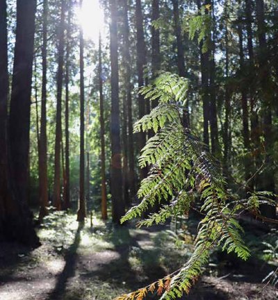 130-jährige Bestand 