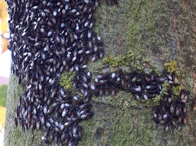 zahlreiche Lindenwanzen