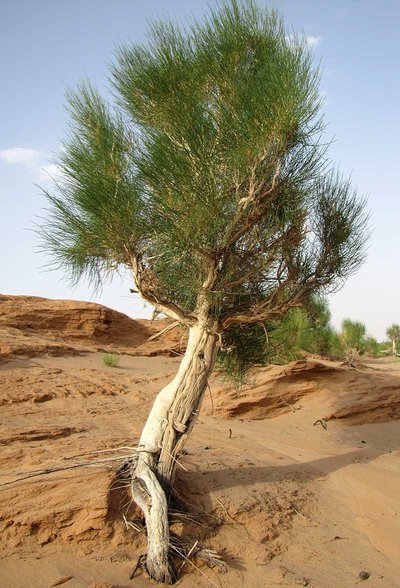 Saxaulbaum in der Südgobi