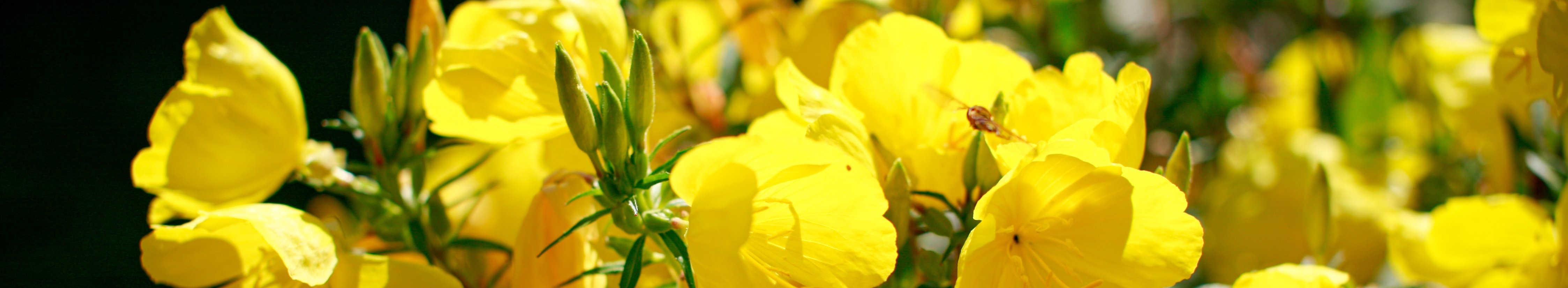 Strauch mit gelben Blüten
