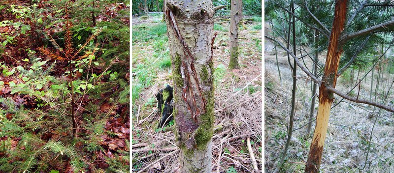 Danni su alberi di douglasia causati dalla selvaggina ungulata