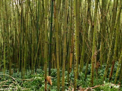 Bambus-Wald (Sinarundinaria alpina syn. Yushania alpina)