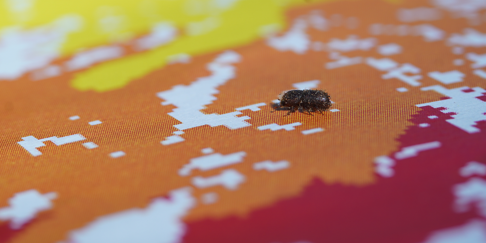 Innovative Modelle für das Borkenkäfer-Management 1 Innovative Modelle für das Borkenkäfer-Management