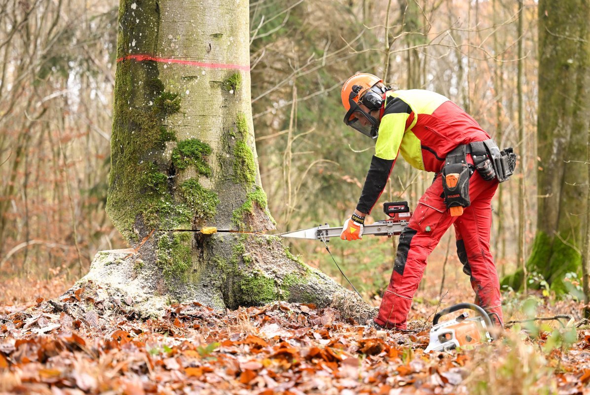 Forstwirt schiebt den mechanischen Fällkeil in den Fällschnitt