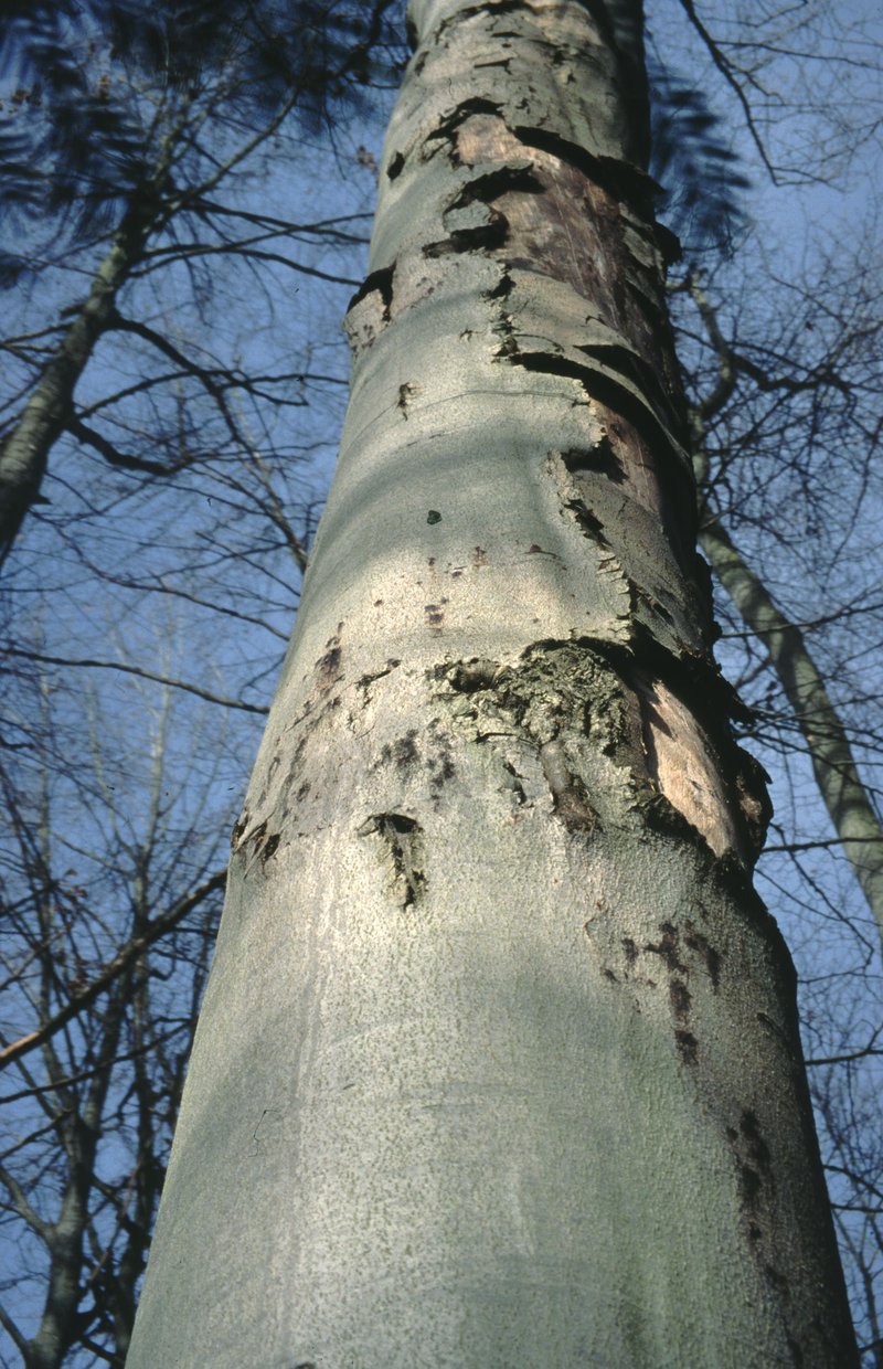 Phytophthora schädigt Buchenbestände in ganz Bayern