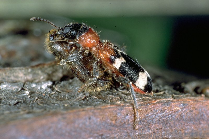 Ameisenbuntkäfer mit Beute