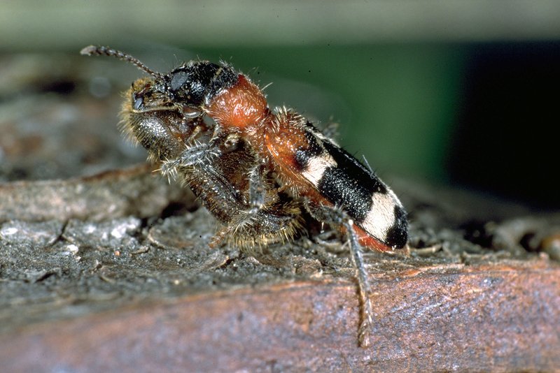 Ameisenbuntkäfer mit Beute