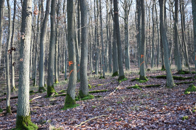Abb. 1: Eignet sich krummes Eichenstammholz nur für Brennholz? Untersuchungen zur höherwertigen Verwendung schwacher Eiche (Projekt Eichensysteme) (Foto: Wieland Becker, Hochschule Trier).