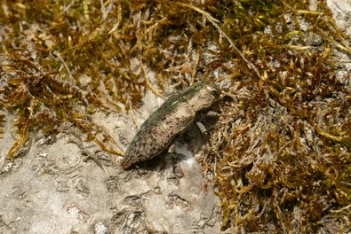 ein erzartig glänzender Käfer ( Berliner Prachtkäfer) sitzt auf einem bemoosten Buchenstamm