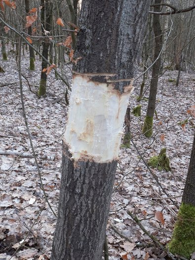 Partially stripped tree