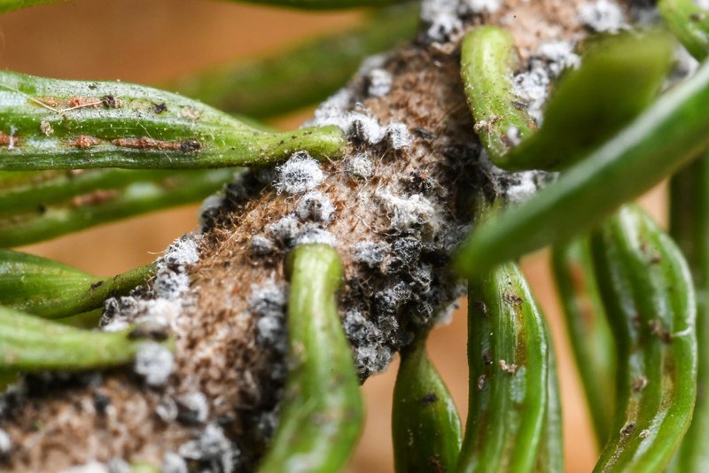 Kleine blaue Häufchenan (Tannentrieblaus mit Wachswollausscheidung) auf einem Weißtannenast