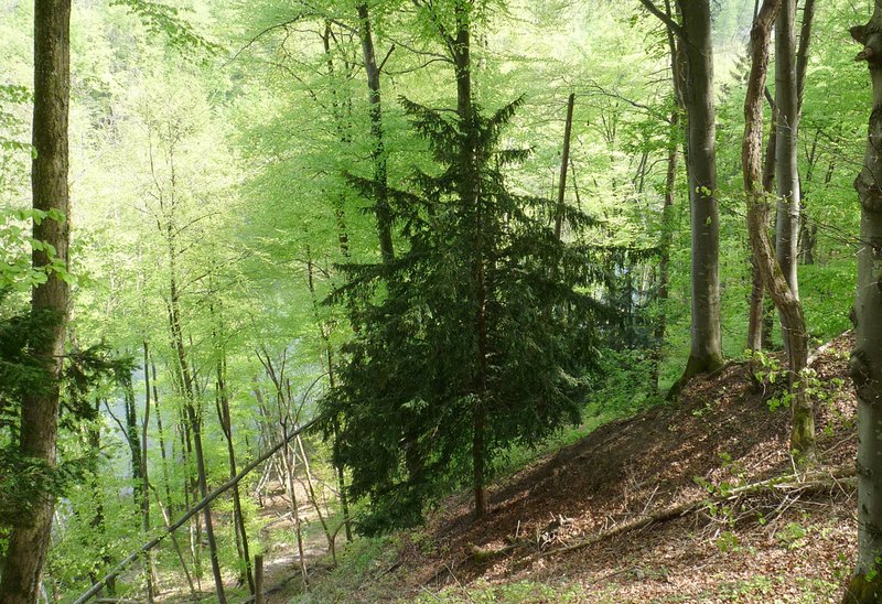 yew tree in beech forest