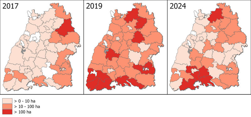 Meldungen der vom Buchdrucker “bestandesbedrohend” befallenen Fichtenwälder in Baden-Württemberg (Flächenklassen in Hektar, weiß = 0, grau = keine Daten): 2017 noch vor der Dürreperiode 2018-23, 2019 zum Höhepunkt des Befalls während der Dürreperiode und im Jahr 2024 (Grafik: FVA BW/Wußler).