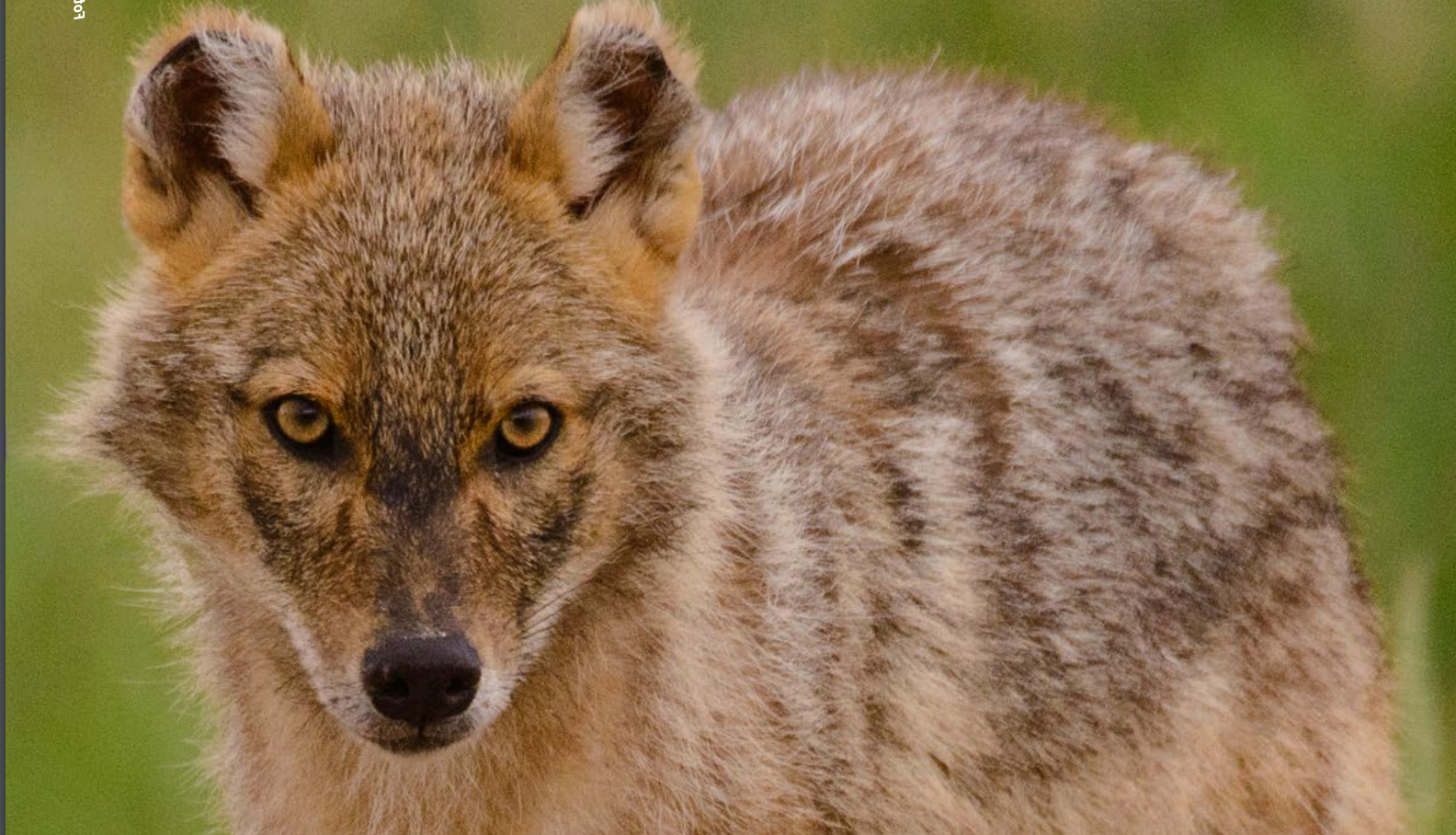 Der Goldschakal in der Schweiz 1 Der Goldschakal in der Schweiz