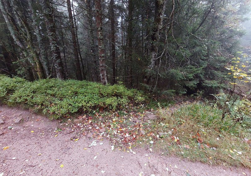 Versickerungsgraben am Forstweg: Leitet Wegewasser in den angrenzenden Bestand und ermöglicht eine gleichmäßige Versickerung im Boden.