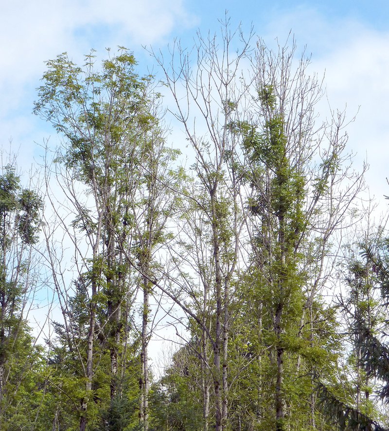 Vom Eschentriebsterben befallene Eschen Vom Eschentriebsterben befallene Eschen