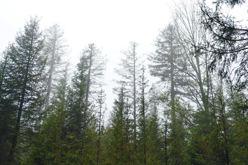 stark geschädigter Bestand