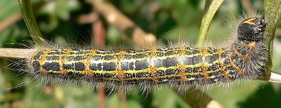 ältere Raupe
