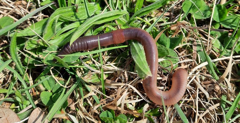Regenwurm auf einer Wiese