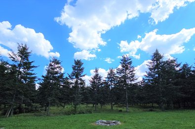 weit auseinanderstehende Nadelbäume