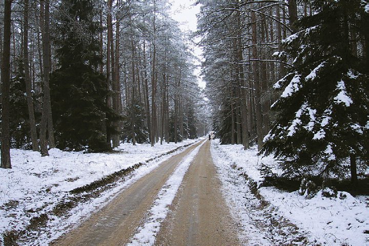 Wald in Polen