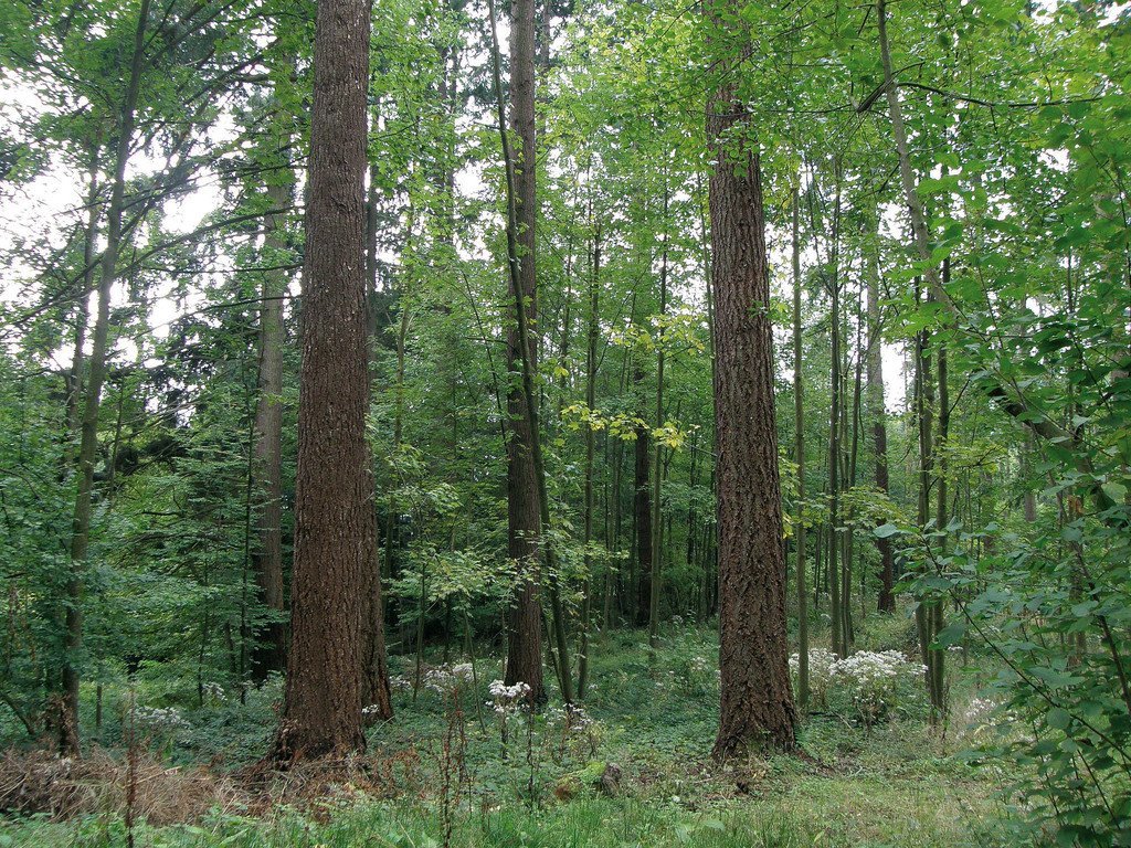 Chancen für Österreichs Wälder: Nichtheimische Baumarten bieten Vorteile 1 Chancen für Österreichs Wälder: Nichtheimische Baumarten bieten Vorteile