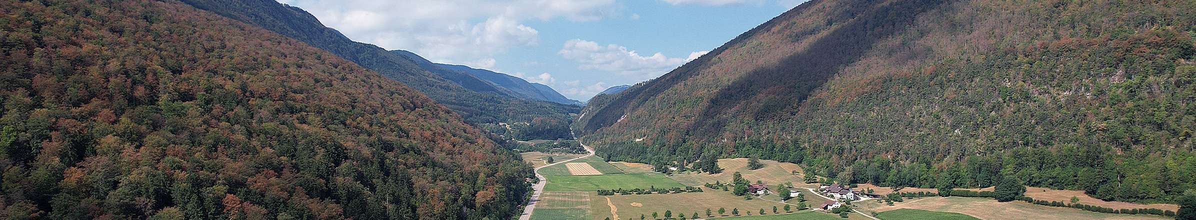 Leaf browning and leaf shedding in high summer