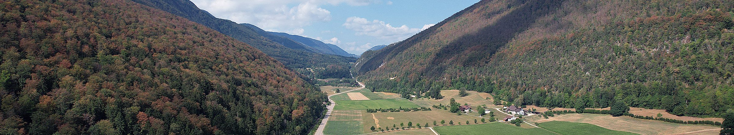 Blattverbraunungen und Laubabwurf im Hochsommer