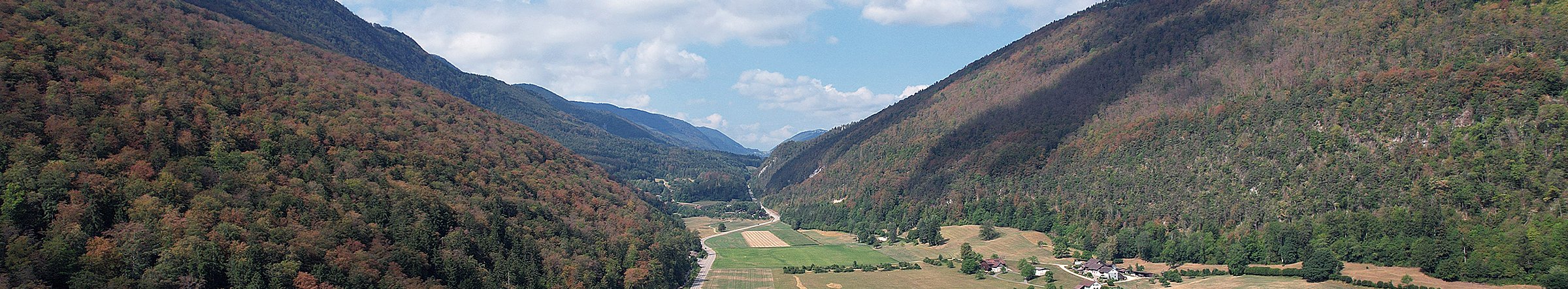 Foglie imbrunite che cadono precocemente in piena estate